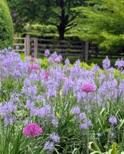 By late May, this pergola garden is filled with lots of blue and purple flowers. This palette of colors is a big favorite at the farm – it grows more colorful and more vibrant every spring.