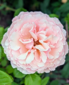I always knew I wanted many different roses in all sorts of petal formations. Double blooms consist of 16 to 25 overlapping petals in three or more rows.