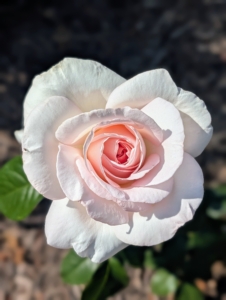 When watering, give roses the equivalent of one-inch of rainfall per week during the growing season. Water at the soil level to avoid getting the foliage wet. Wet leaves encourage diseases such as black spot and powdery mildew.