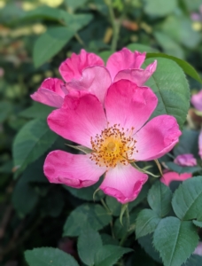 Many roses are loved by bees, depending on the variety, bloom structure, and how much nectar and pollen they produce. Open, single or semi-double blooms that expose the pollen-rich stamens are some of their favorites.