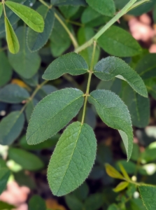 Rose leaves are borne alternately on the stem. In most species, they are about two to five inches long, pinnate, with at least three leaflets and basal stipules. The leaflets also usually have a serrated margin.