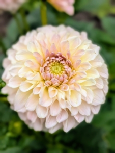 Experiment with the blooms – dahlias look great arranged in different colors or as a bunch of the same variety. Harvesting flowers is good for the plants and encourages them to continue flowering month after month.
