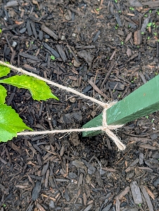 As dahlias grow it's important to provide tall, hollow, dahlia stems with good support to prevent them from flopping. My gardeners use support stakes and twine to keep my flowers upright.