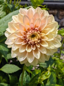 Dahlias are divided into 10 groups: single, anemone, collarette, waterlily, decorative, fall, pompon, cactus, semi-cactus, and miscellaneous.