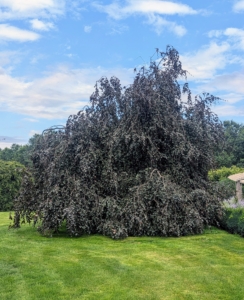 And on one side of the pergola is my giant weeping copper beech tree. I have several large specimens on the property. The deep red to copper leaves grow densely on cascading pendulous branches.