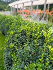 Along both sides of the pergola, I planted a hedge of smaller boxwood shrubs, which have grown excellently.