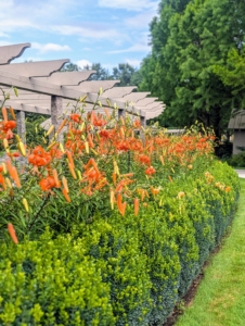 This pergola starts across from my perennial flower cutting garden and runs along the carriage road leading to my Winter House. It’s one of the first gardens guests see when they come to visit.