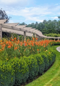 And now it’s filled with bright orange lilies.