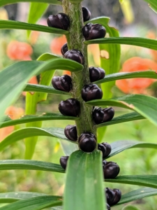The blackish, round “seeds” that develop in the axils of the leaves along the main stem are called bulbils.