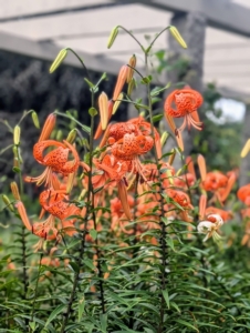 Native to China and Japan, these robust flowers add dramatic beauty to any border with their bright and showy orange colored blooms.