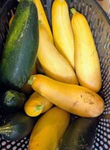 Summer squash is best harvested when young, tender, and about eight inches long, with glossy, slightly firm skin.