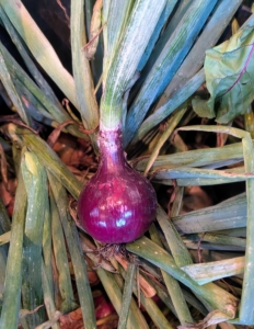 Here's one of the onions fresh from the garden.