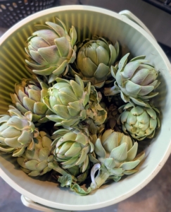 The globe artichoke, Cynara scolymus, is actually a flower bud, which is eaten when tender. Buds are generally harvested once they reach full size, just before the bracts begin to spread open. Artichoke harvest starts in late July or early August and continues well until frost.