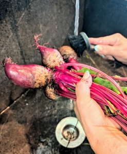Enma uses a brush specifically made for removing dirt, debris and any bacteria left on the surface of the vegetable.
