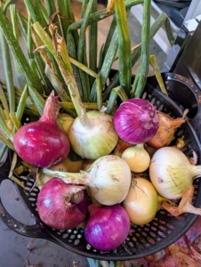These look so wonderful. I planted a lot of white, yellow and red onions. There will be a bigger onion harvest soon.