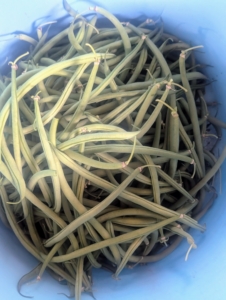 There are two types of green beans. Pole beans grow on climbing vines and require trellising. Bush beans like these grow on bushes up to two feet and do not need support. And with the proper care, the bushes can produce beans through the entire season.