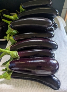It's good to pick eggplants when they are young and tender. Try to pick a little early, which will encourage the plant to grow more, and will help to extend the growing season.