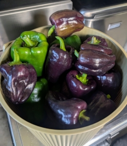 Peppers hold up great in the heat, and we’ve had a lot of warm days, so these should be very flavorful. Sweet bell peppers are popular in the garden – all grassy in flavor and crunchy in texture. I love making stuffed peppers.
