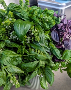And a bucket of lush basil in green and purple. Basil is used for its fresh, sweet, and slightly peppery flavor.