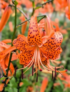 Tiger lilies are covered with black or deep crimson spots, giving the appearance of the skin of a tiger. They have large, down-facing flowers, each with six recurved petals. Many flowers can be up to five inches in diameter. And they're well-known for having heavily pollinated stamens, which stain. When cutting, always remove the anthers to prevent a clothing disaster – just pinch them off with gloved fingers.