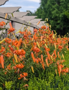 And one by one, the orange lilies begin to open. New ones open every day during this time.