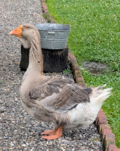 Most domestic geese have larger back ends than their wild counterparts and stand more upright.