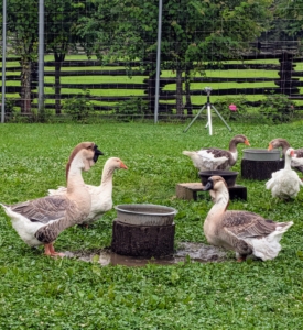 Geese also have impressive visual capabilities. The way their eyes are structured allows them to see things in much finer detail at a further distance than humans. They can also see UV light and can control each of their eyes independently.
