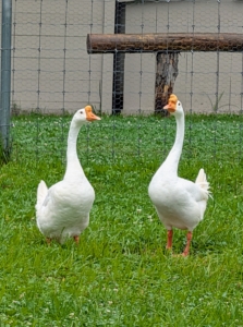 And, while the term “goose” may refer to either a male or female bird, when paired with “gander," the word goose refers specifically to a female. Gander is the term used to identify a male. Here is my pair of Chinese geese. The Chinese goose is refined and curvaceous.