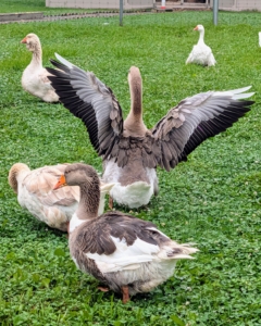They also love to gather close together most of the time. And do you know, a group of geese on land is called a gaggle. This is because when geese get together they can get quite noisy and rowdy.