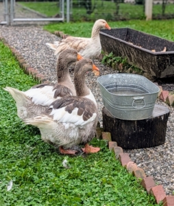 Geese are grazing birds which means they eat a variety of different items. They eat roots, shoots, stems, seeds, and leaves of grass and grain, bulbs, and berries. They also eat small insects. In addition, I fortify their diet with a mix specifically made for waterfowl.