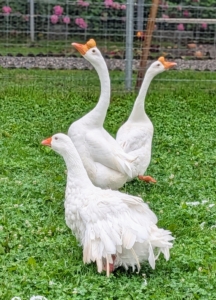 Look closely at the Chinese geese in the back compared to the Sebastopol goose in front. The Chinese geese most likely descended from the swan goose in Asia, though over time developed different physical characteristics, such as longer necks and more compact bodies. The Chinese goose is a very hardy and low-maintenance breed.