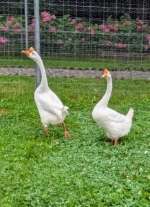 The Chinese goose holds its head high. Its head flows seamlessly into a long, slim, well-arched neck which meets the body at about a 45 degree angle. Its body is short, and has a prominent and well-rounded chest, smooth breast and no keel. Mature ganders average 12 pounds, while mature geese average 10 pounds. Their bills are relatively long and slender, with a large, rounded, erect knob that attaches to its forehead.