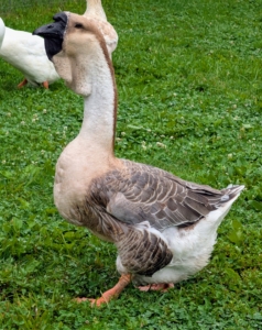 The mature African goose has a large knob attached to its forehead, which requires several years to develop. A smooth, crescent-shaped dewlap hangs from its lower jaw and upper neck. Its body is nearly as wide as it is long. African geese are the largest of the domestic geese.