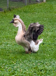 They enjoy being out in the rain, flapping their wings and walking through the mud and muck.