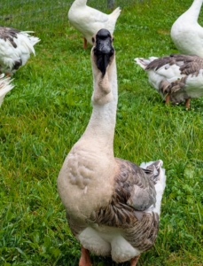 This is a male African goose – a breed that has a heavy body, thick neck, stout bill, and jaunty posture which gives the impression of strength and vitality. The African is a relative of the Chinese goose, both having descended from the wild swan goose native to Asia.