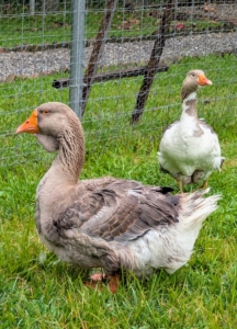 This is Bear. He was incubated and hatched right here at the farm. He is about five years old and is very attached to the humans, but his “affectionate” pecks can sometimes be a bit insistent.
