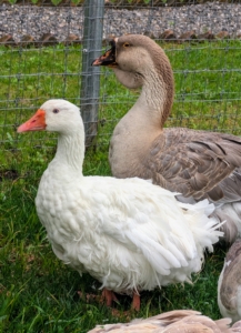 And what is most striking is the plumage. A Sebastopol's plumage of the head and upper two-thirds of the neck is smooth, while that of the breast and underbody is elongated and well-curled. Though domesticated breeds of geese generally retain some flight ability, Sebastopol geese cannot fly well due to the curliness of their feathers and have difficulty getting off the ground.