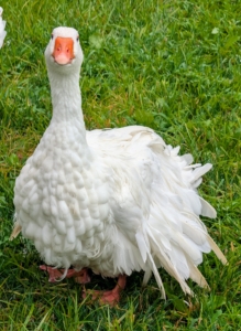 Everyone asks about the Sebastopols. These birds are considered medium-sized birds. Both males and females have pure white feathers that contrast with their bright blue eyes and orange bills and feet. Sebastopol geese have large, rounded heads, slightly arched necks, and keelless breasts.