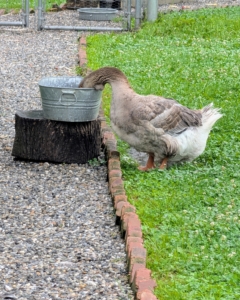 While both ducks and geese love water, geese don’t require a pond or large swimming pool – they swim much less than ducks and are content with a small dipping pool where they can dunk and clean their noses and beaks. My geese have lots of vessels and pools in which to dunk their heads or entire bodies in refreshing water.