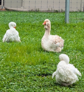 And waterfowl don’t need roosts – they are very happy gathering together and sleeping on the ground.