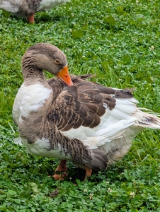 Here is a Pomeranian guard goose preening, or cleaning its feathers with its beak.