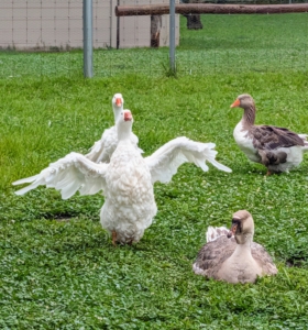 In flight, a group of geese is called a skein. On the water or flying close together, specifically in a "V" formation, a group is referred to as a wedge of geese.