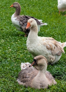My gaggle of geese is fun, friendly, personable, and very protective. It's a joy to have them here at Cantitoe Corners.