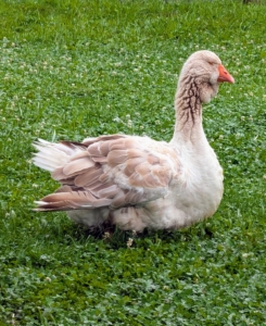 And this buff-brown goose is called a Toulouse. On this breed, the bill is stout, the head large and broad, and the moderately long neck is thick and nearly straight. Often suspended from the lower bill and upper neck is a heavy, folded dewlap that increases in size and fullness with age. The body is long, broad and deep, ending in a well-spread tail that points up slightly. And thanks to the breed's honks, my Toulouse geese make excellent guardians. They can scare off any animals on the ground and they’re great at spotting aerial predators, such as hawks and falcons.
