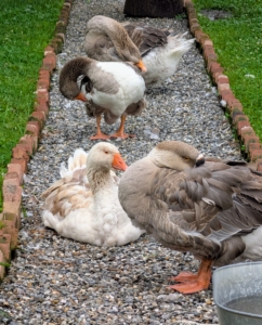 The rain gives the geese a great opportunity to clean themselves.