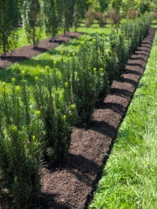 Grooming My Maze Garden Beds Grooming My Maze Garden Beds