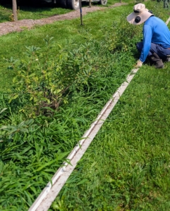 Just in the last month, some of the rows had become overcome by pesky weeds. Here, it's hard to even notice this row of Burkwood Viburnum, Viburnum x burkwoodii. Chhiring uses a piece of spare siding as an edge marker. This makes the task so much easier and faster.