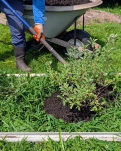 Chhiring carefully spreads the mulch down around the plants and over the weeds.