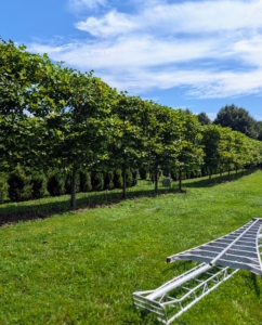And in this area, a selection of handsome London planetrees, Platanus acerifolia ‘Bloodgood,’ a relative of the mighty sycamore. These trees are large shade trees with broad open crowns. They were the perfect choice for the center of my maze, where they will surround and shade an open space.