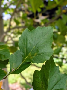 The leaves are light to dark green with three to five pointed lobes. These planetree leaves look similar to maple or sycamore tree leaves. The large, pointed leaves with toothed margins measure about seven inches long and up to 10 inches wide.